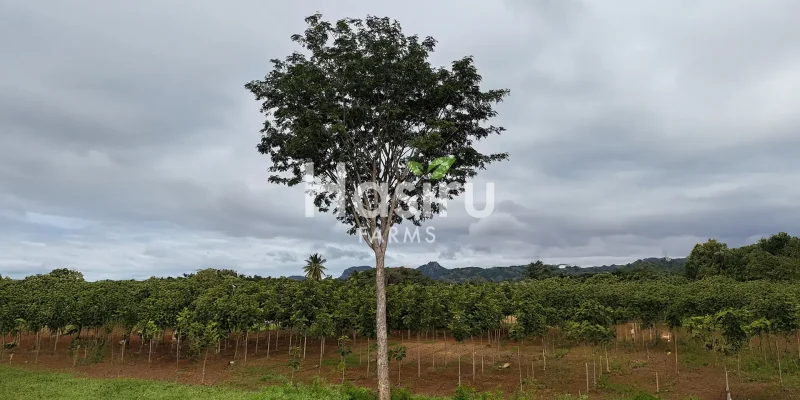 681dd5c340f4dd8798d5242c_Brindavan